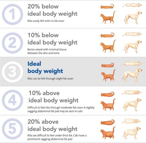 Dog body condition score chart